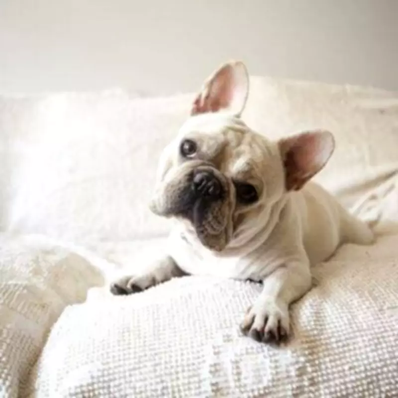 Four Low-Maintenance Dog Breeds Ideal for Busy Owners and Small Homes