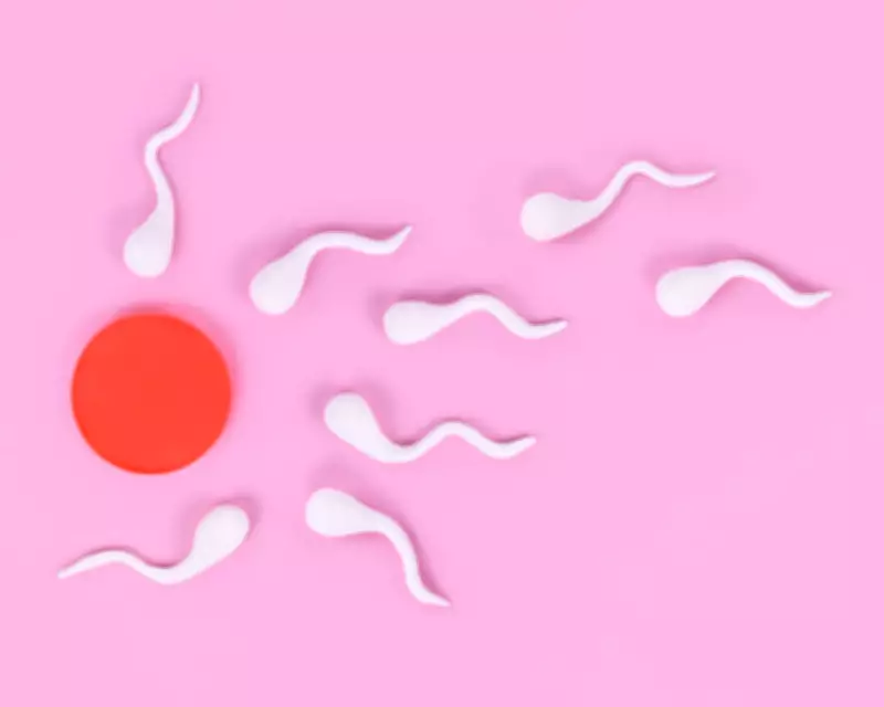 Frequent Ejaculation May Boost Male Fertility, Study Challenges Abstinence Guidelines