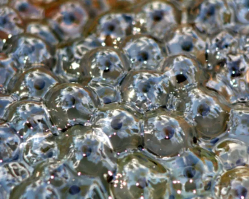 Frogspawn Returns to Pond Built with Father, Sparking Joy and Conservation Hope