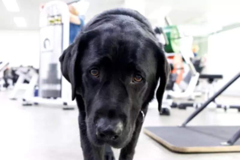 From Guide Dog Dropout to Therapy Hero: Marcus Finds His Calling