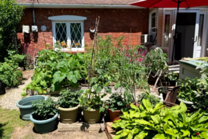 Front Yard Vegetable Gardens: A Sunny Solution for Space and Harvest