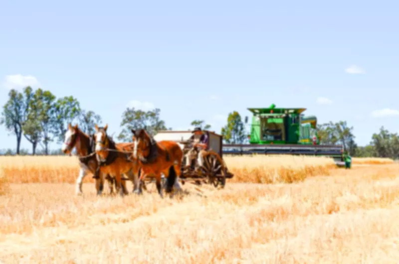 Fuel Crisis Grips Regional Australia: Could Horse-Drawn Harvesters Return?