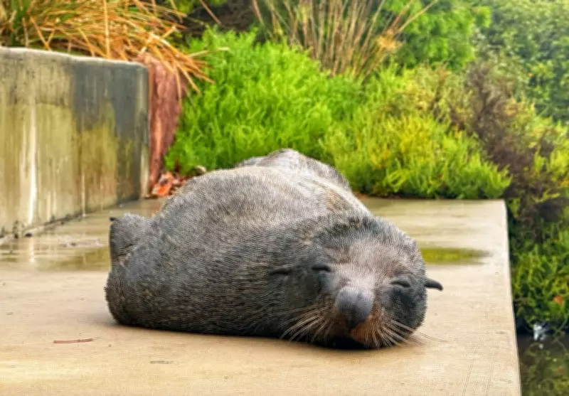 Fur Seal Spotted in Sydney's Cooks River, Australia