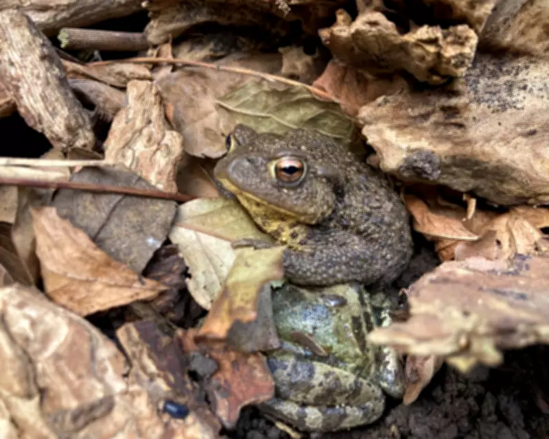 Garden Log Pile Thrives as Ecosystem Hub for Frogs, Toads, and Insects