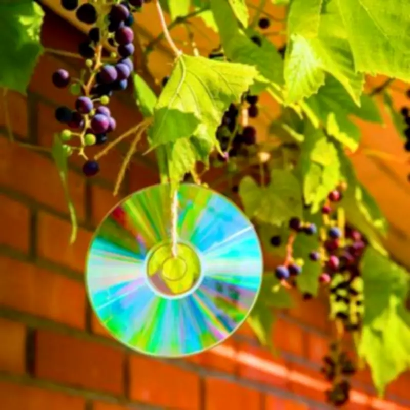 Gardeners Advised to Hang Old CDs to Protect Spring Plants from Birds