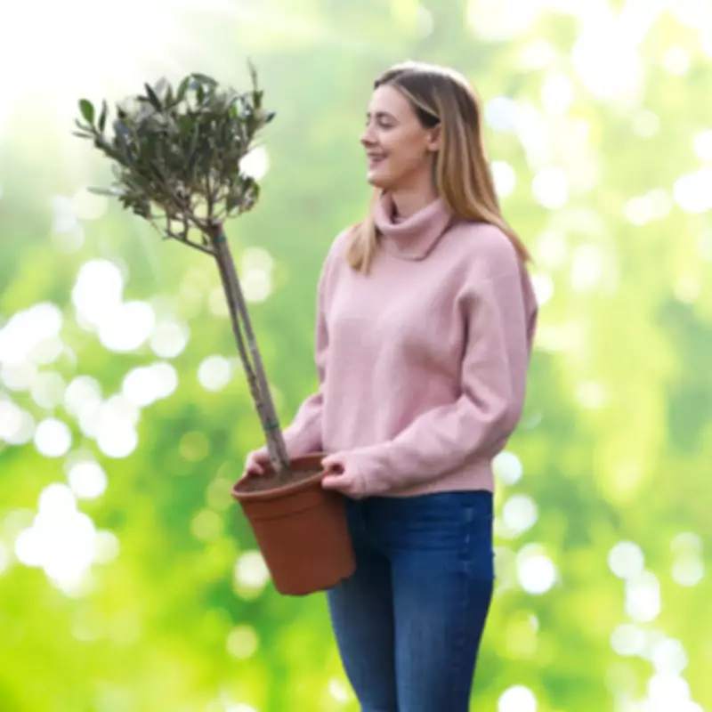 Gardeners Can Secure Olive Trees Under £10 with Clever Cashback Deal