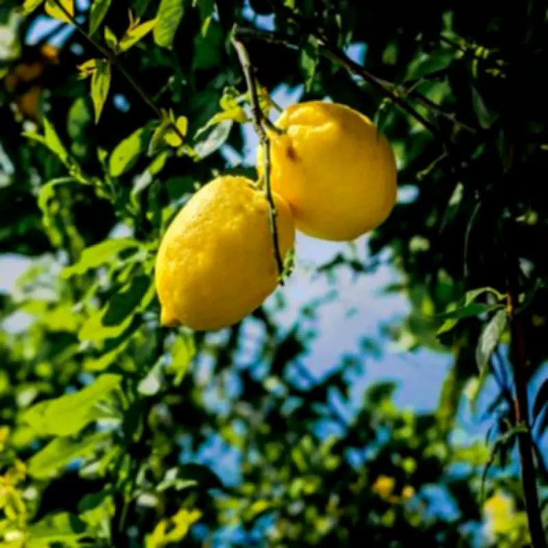 Gardener's Money-Saving Tip: Grow Your Own Lemons from Supermarket Pips