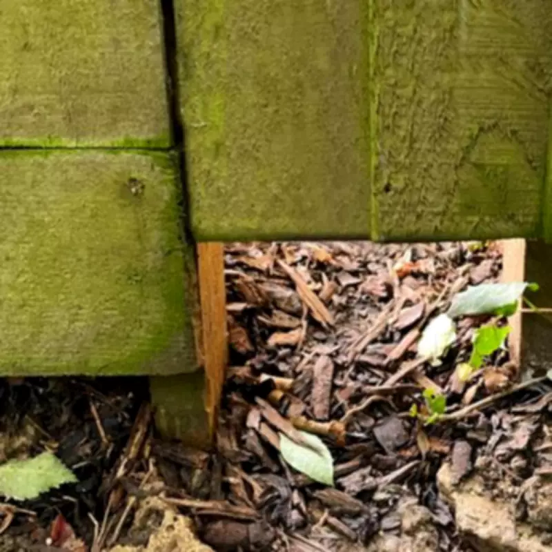 Gardeners Urged to Drill Holes in Fences to Aid Hedgehogs This March