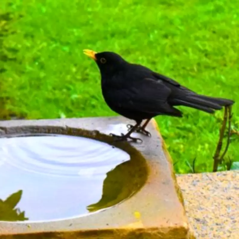 Gardeners Urged to Place Wine Corks in Birdbaths to Protect Bees This Spring