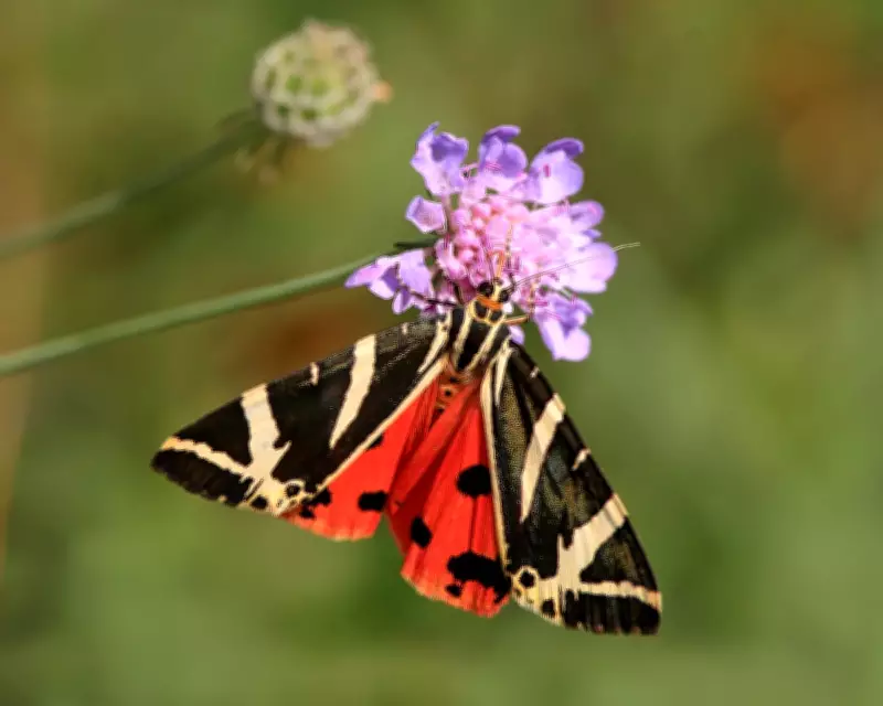 Gardeners Urged to Protect Caterpillars as UK Moth Numbers Plummet