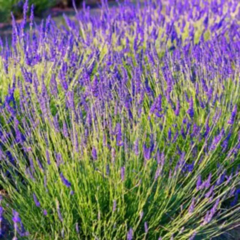 Gardeners Urged to Prune Lavender Before March Ends for Abundant Blooms