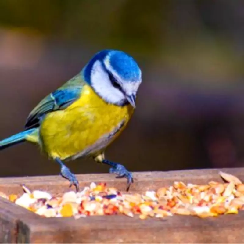 Gardeners Urged to Use Crushed Eggshells for Birds This March