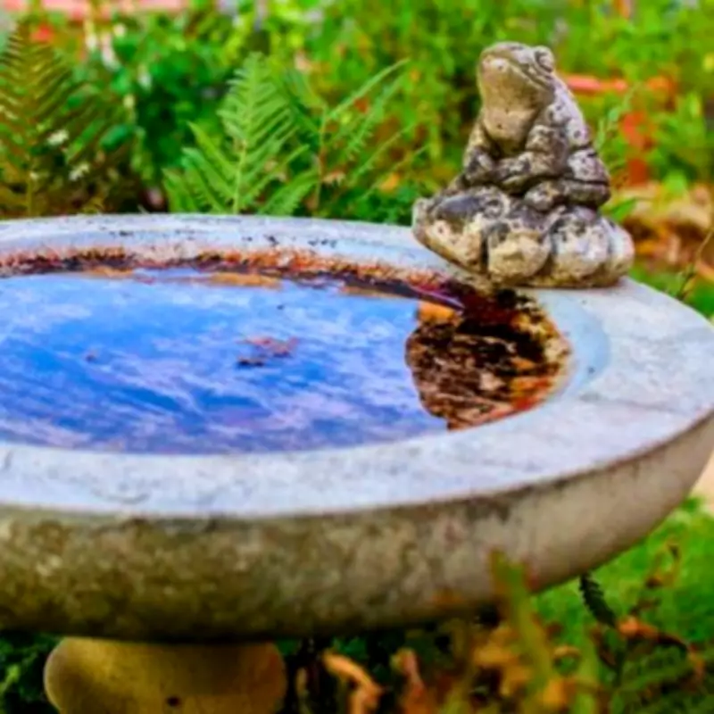 Gardeners Urged to Use White Vinegar for Birdbath Cleaning This Spring