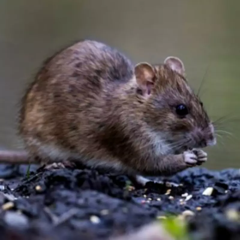 Gardeners Warned: One Common Item Left Outside in April Invites Rats