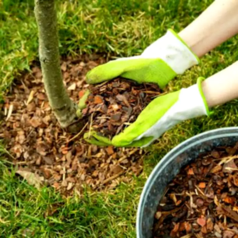 Gardening Expert Reveals Key Mulch Selection Tips for Spring Planting