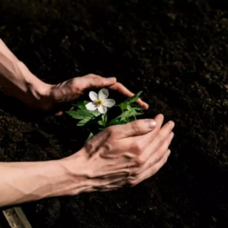 Gardening Expert Reveals Perfect Spring Plant for Months of Summer Blooms