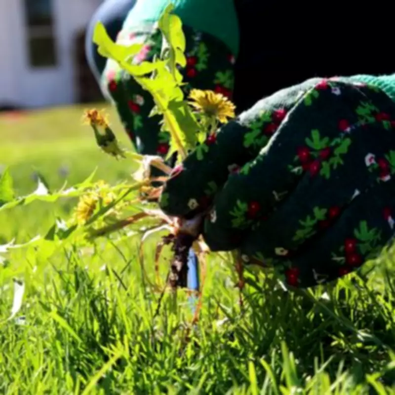 Gardening Expert Reveals Simple March Task to Eliminate Weeds and Boost Plant Health