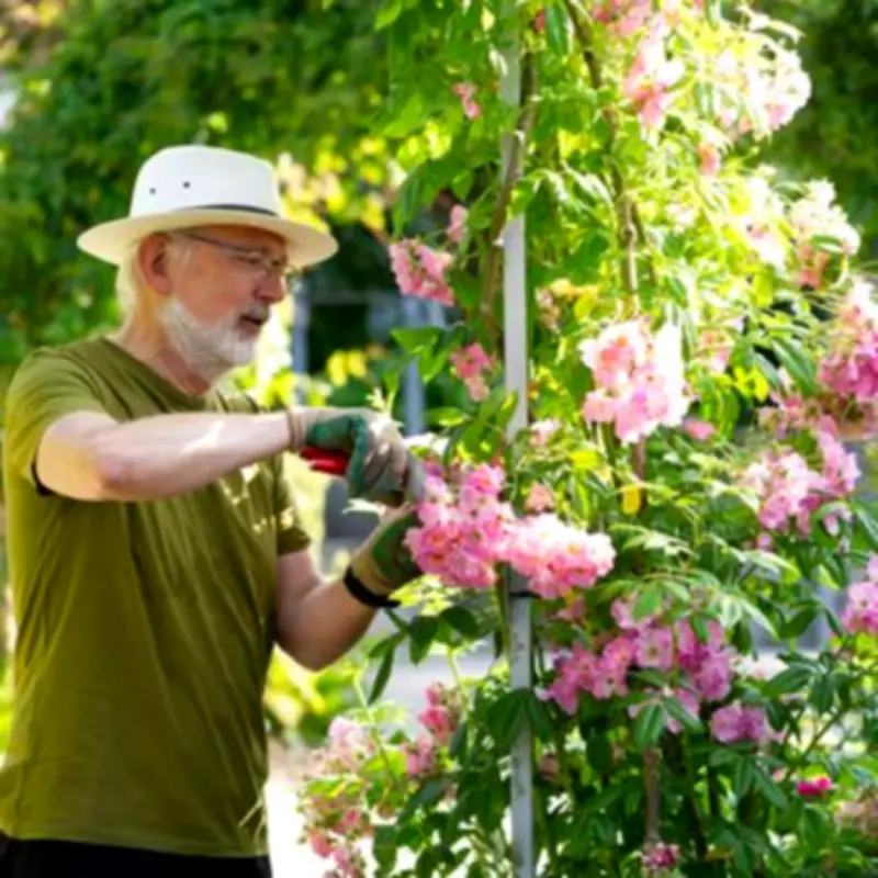 Gardening Expert Urges March Rose Pruning with Vital Tool Sterilisation Tip