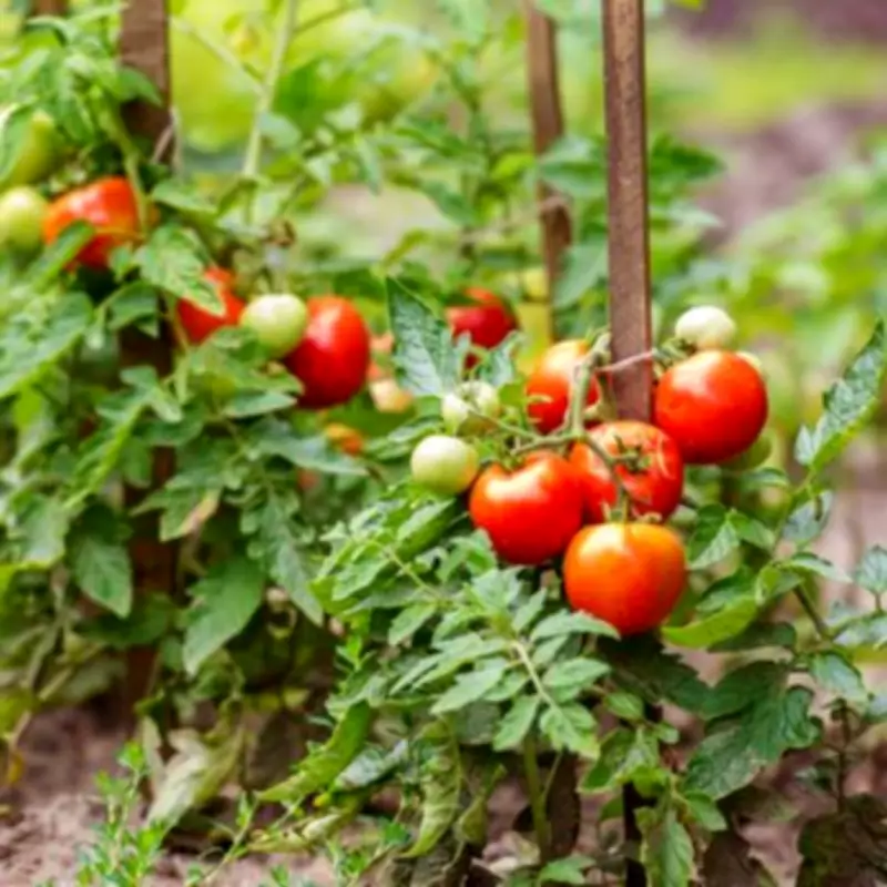 Gardening Expert's March Guide: 8 Essential Crops and Flowers to Plant Now