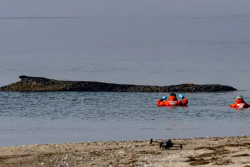 German Rescuers Race Against Time to Save Stranded Humpback Whale