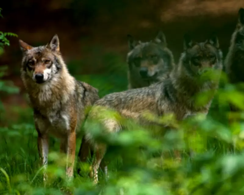 Germany Legalises Wolf Hunting Amid Rising Livestock Attacks and Political Divide