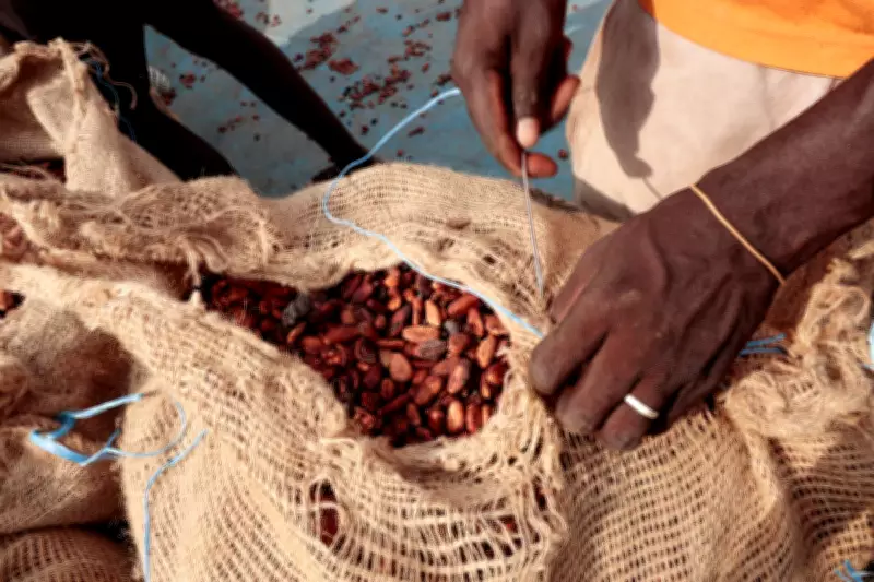 Ghana Cocoa Crisis Deepens as Farmers Remain Unpaid Despite $337 Million Release