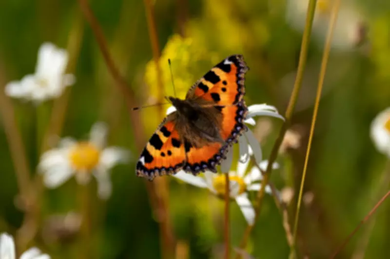Gillingham Becomes UK's First Butterfly-Friendly Town Amid Population Crisis