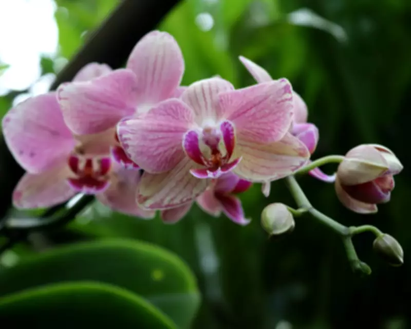 Global Showcase: Readers' Best Photographs from Orchids to Chameleons