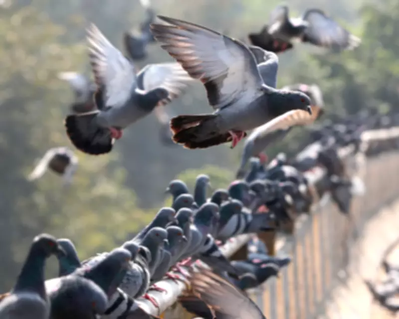 Global Wildlife Faces Homogenisation Crisis in New 'Homogenocene' Era