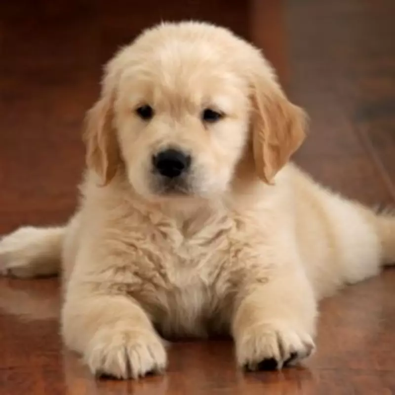 Golden Retriever's Two-Minute Garden Chaos Leaves Owner in Stitches