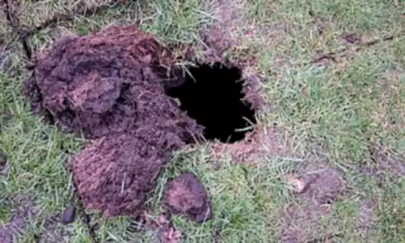 Golf Course Sinkhole Reveals Hidden 19th-Century Wine Cellar