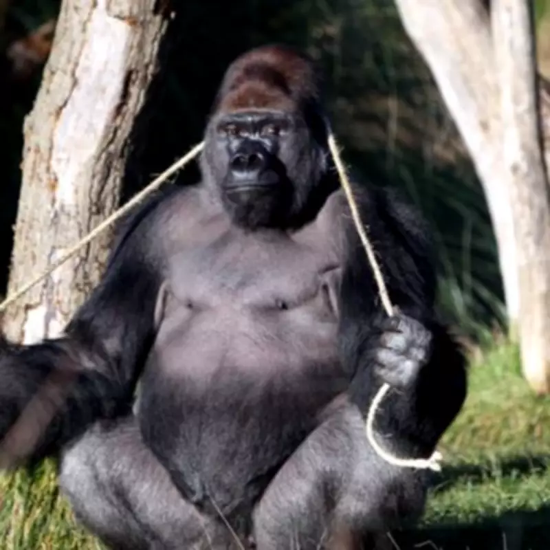 Gorilla's Great Escape: Kumbuka's Blackcurrant Binge at London Zoo