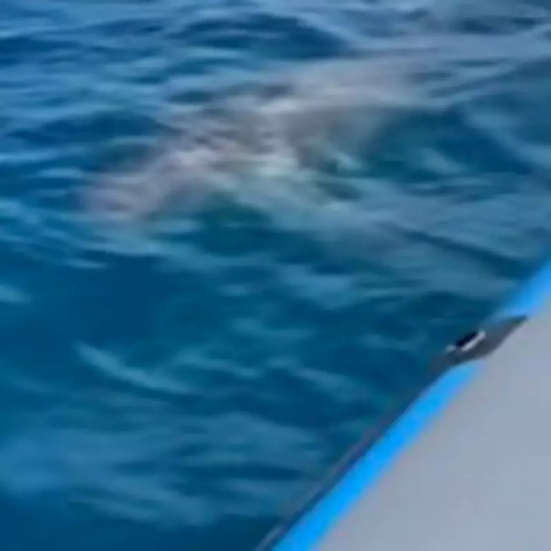 Great White Shark Spotted Near Majorca's Bay of Palma, Marine Biologist Confirms