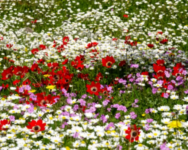 Greece's Mani Peninsula Blooms with Astonishing Wildflower Display