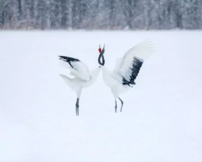 Haunting Monochrome: Elizabeth Sanjuan's Silent Snow Captures Hokkaido's White Wilderness