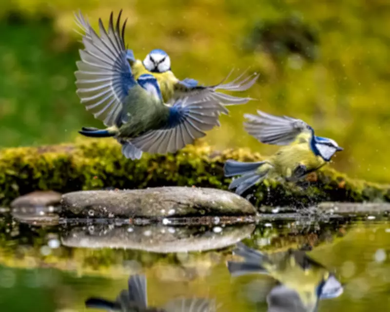 Hidden Dangers in Gardens Threaten Blue Tits and Other UK Birds