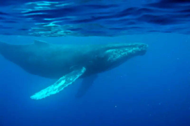 Historic 1949 Whale Recording Reveals Quieter Ocean Soundscape