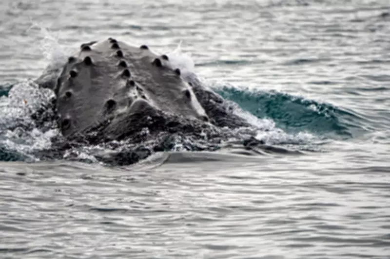 Historic 1949 Whale Song Recording Discovered, Offering New Insights into Marine Communication