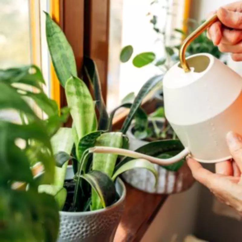 Homemade Banana Water Fertiliser Keeps Houseplants Thriving All Year