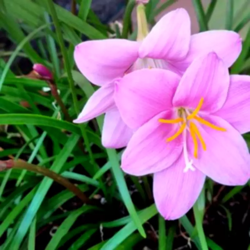 Horticulturist Reveals Summer Bulbs That Bloom Until October When Planted Now
