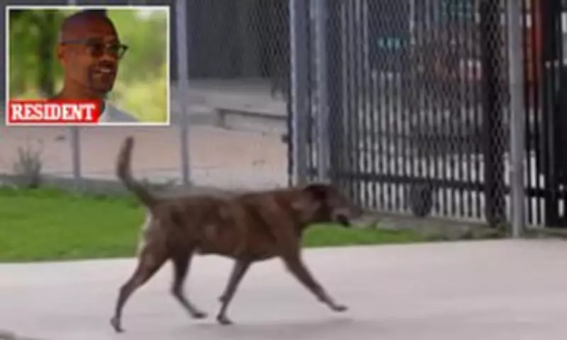 Houston's Fifth Ward Residents Demand Action on Stray Dog Crisis