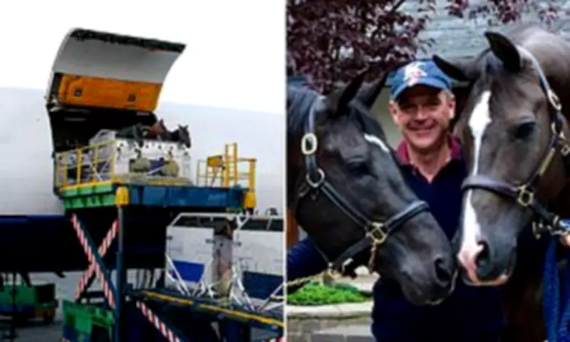 How Horses Fly: The £25,000 Journey from Dubai to UK Revealed