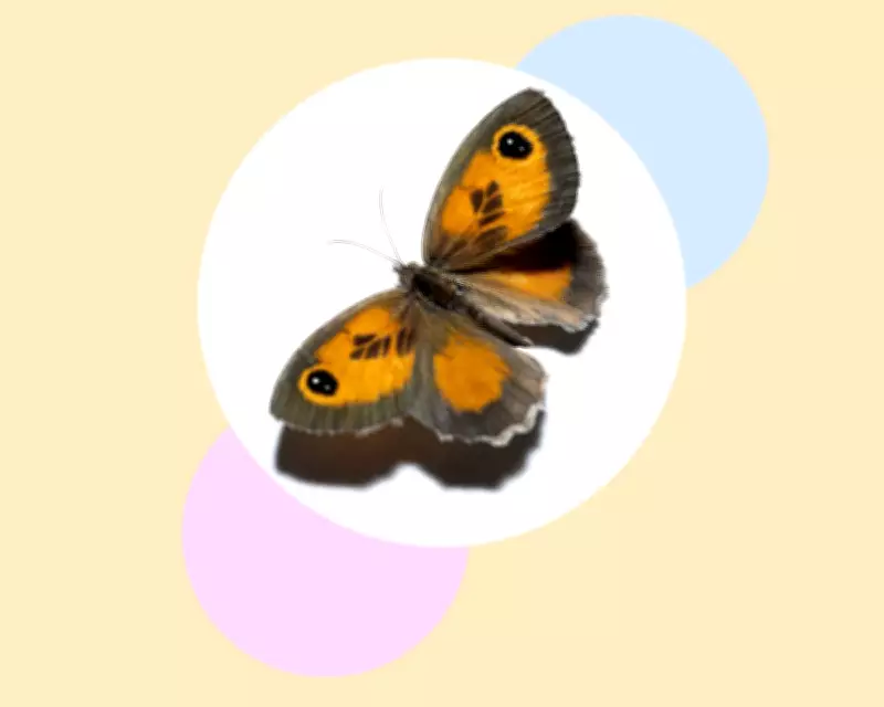 How to Save Britain's 'Charming' Gatekeeper Butterflies: Six Simple Steps