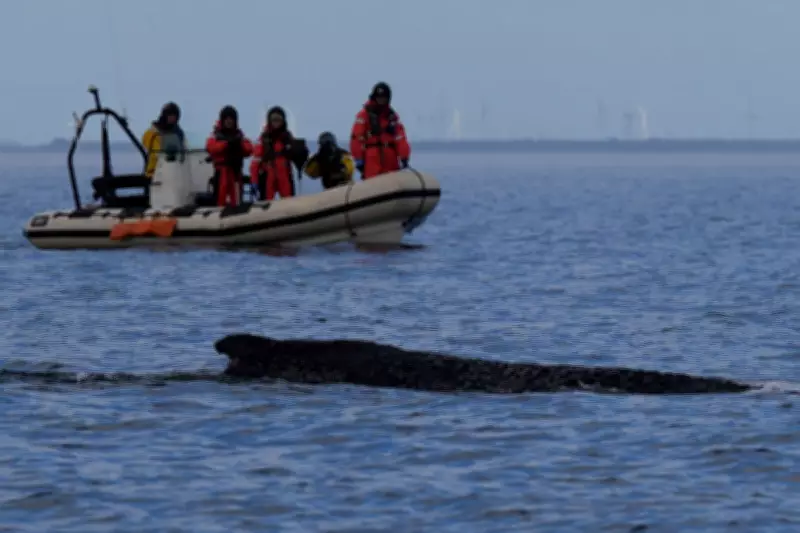 Humpback Whale Escapes German Coast After Tense Stranding Ordeal