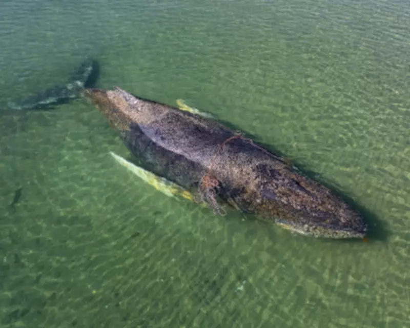 Humpback Whale Stranded in Germany Frees Itself After Rescue Efforts