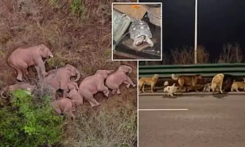 Incredible Animal Journeys: From Cats in Cargo to Parrots with Passports