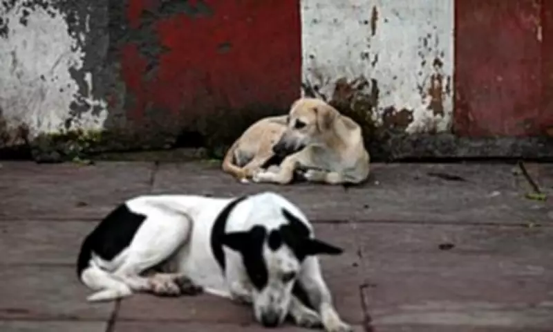 India's Mega Shelter Plan for Stray Dogs Sparks Global Health Warning