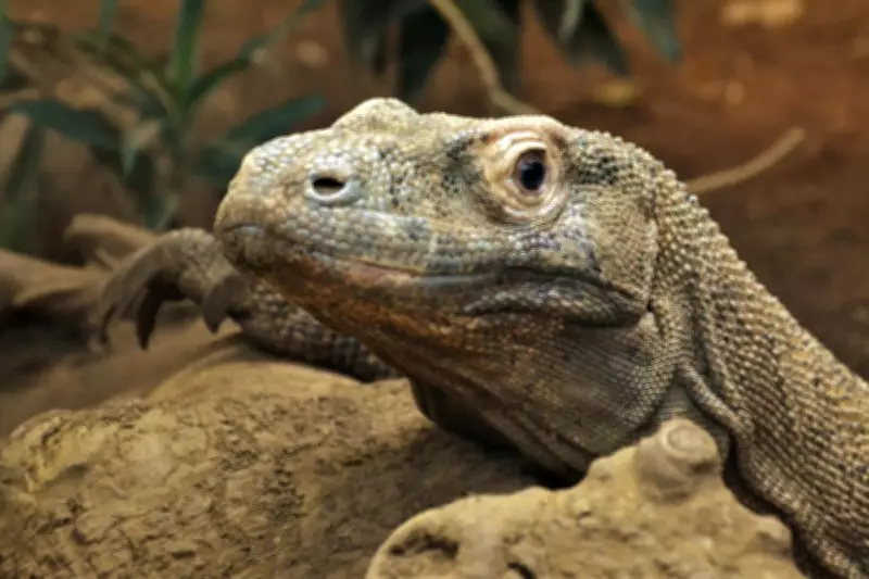 Indonesia and Japan Exchange Komodo Dragons and Red Pandas in Conservation Deal