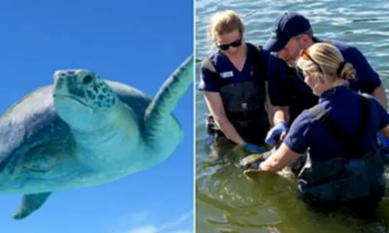 Injured Sea Turtle Porkchop Released After Year-Long Rehabilitation in California