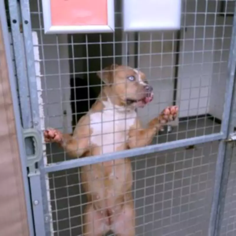 Inside UK's Overwhelmed Kennels Holding Seized XL Bullies After Ban